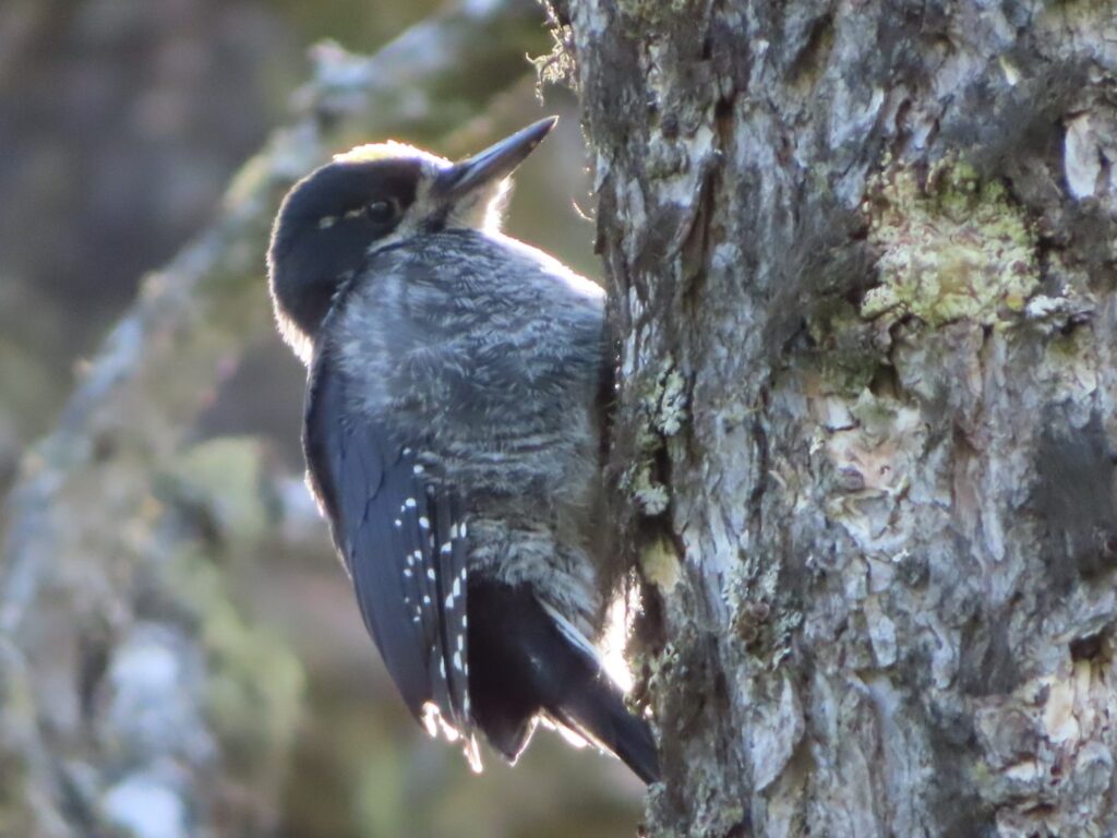 Black-backed Woodpecker.